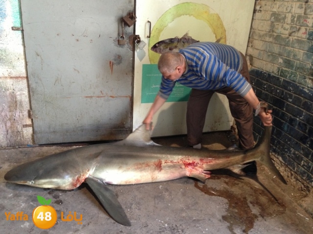 minashark328 (5).JPG